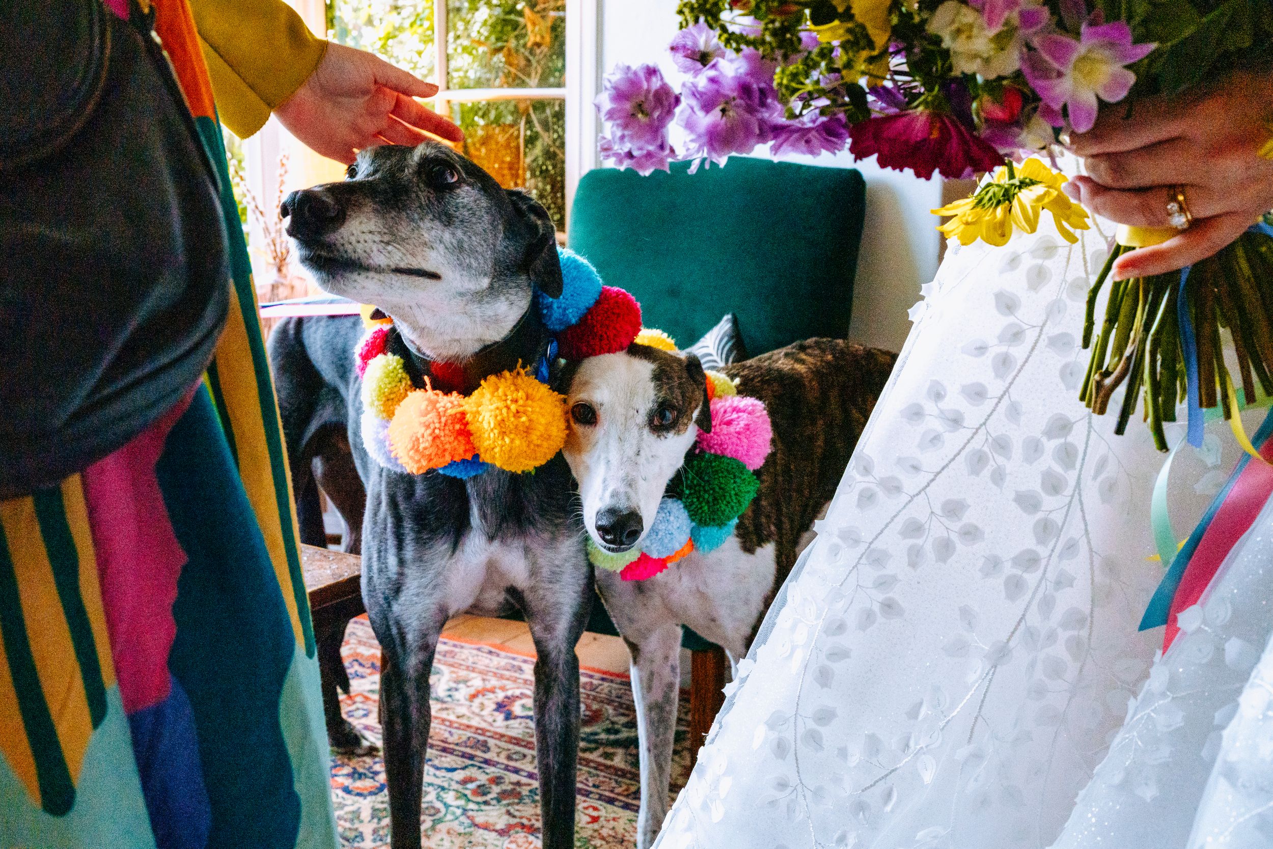 Two greyhound dogs wearing colorful pom-pom collars stand beside a bride in a white dress holding a vibrant flower bouquet.