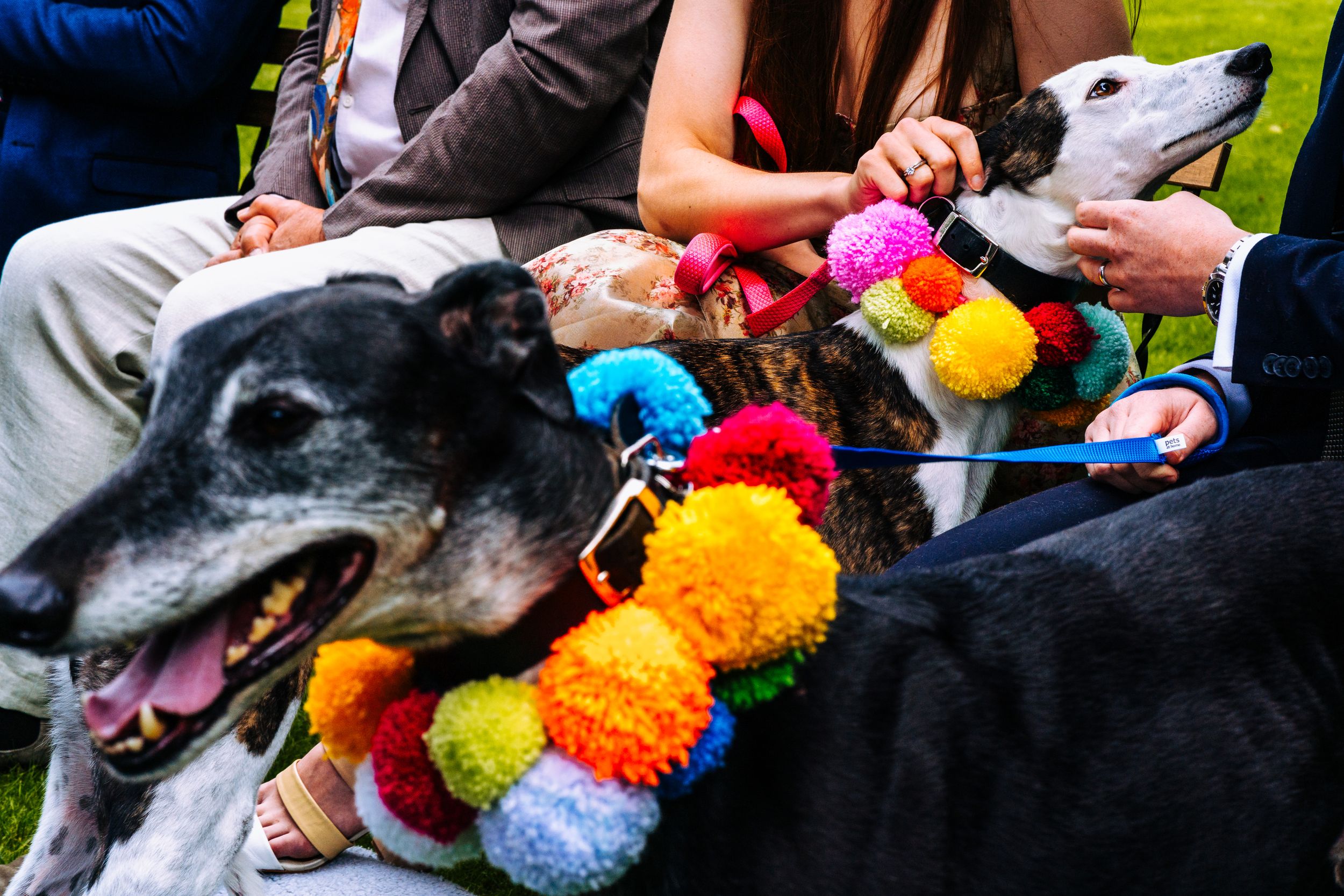 Greyhound dogs decorated with colorful pom-pom collars at outdoor wedding celebration.