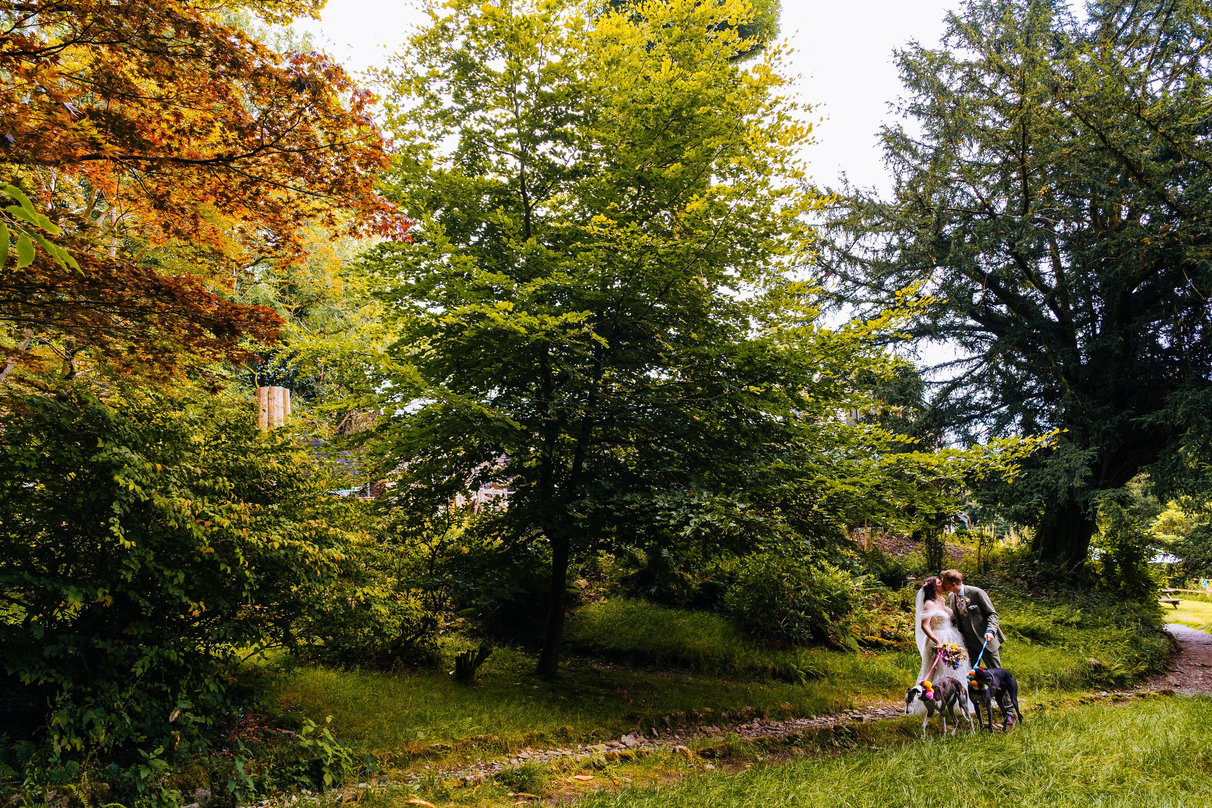 Newlywed couple walking through lush green woodland garden with their dogs on sunny wedding day in Grasmere