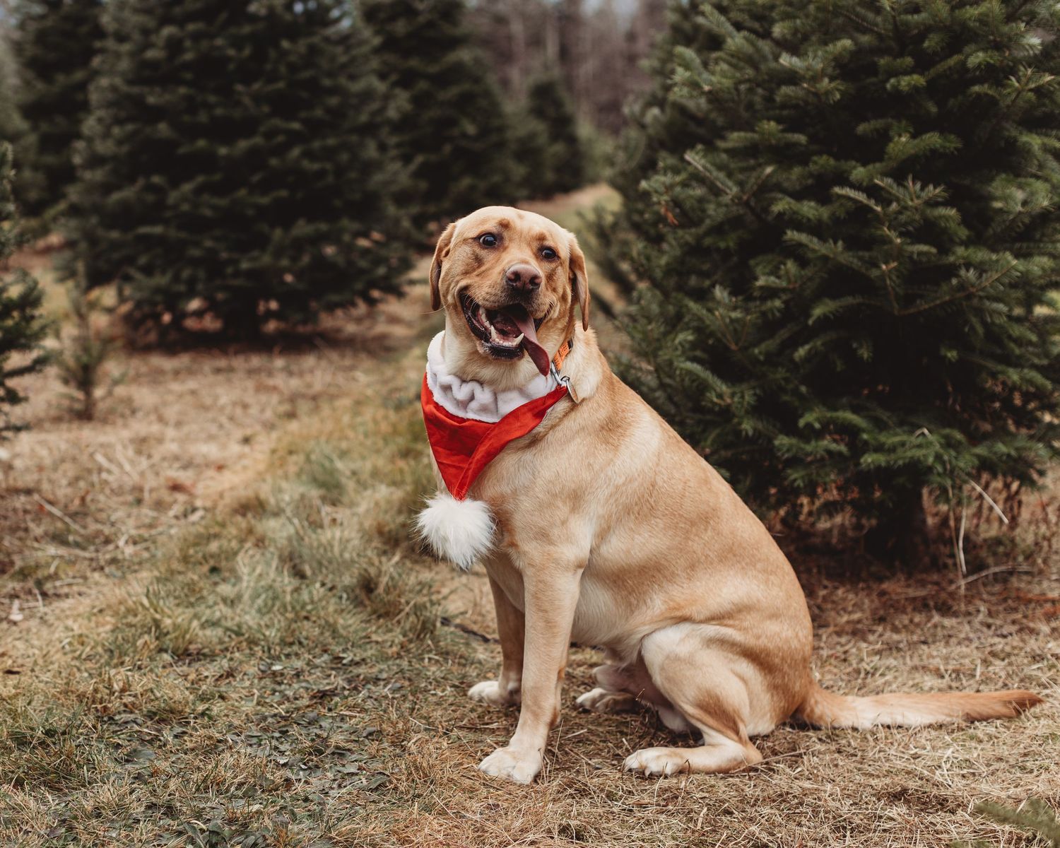 Professional photo of a dog wearing a santa hat