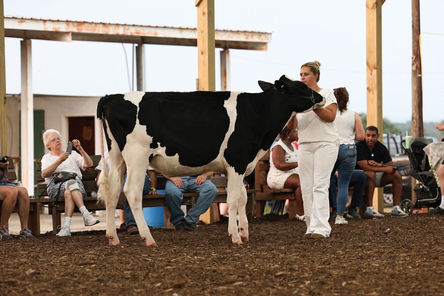 Dairy Show, Showmanship