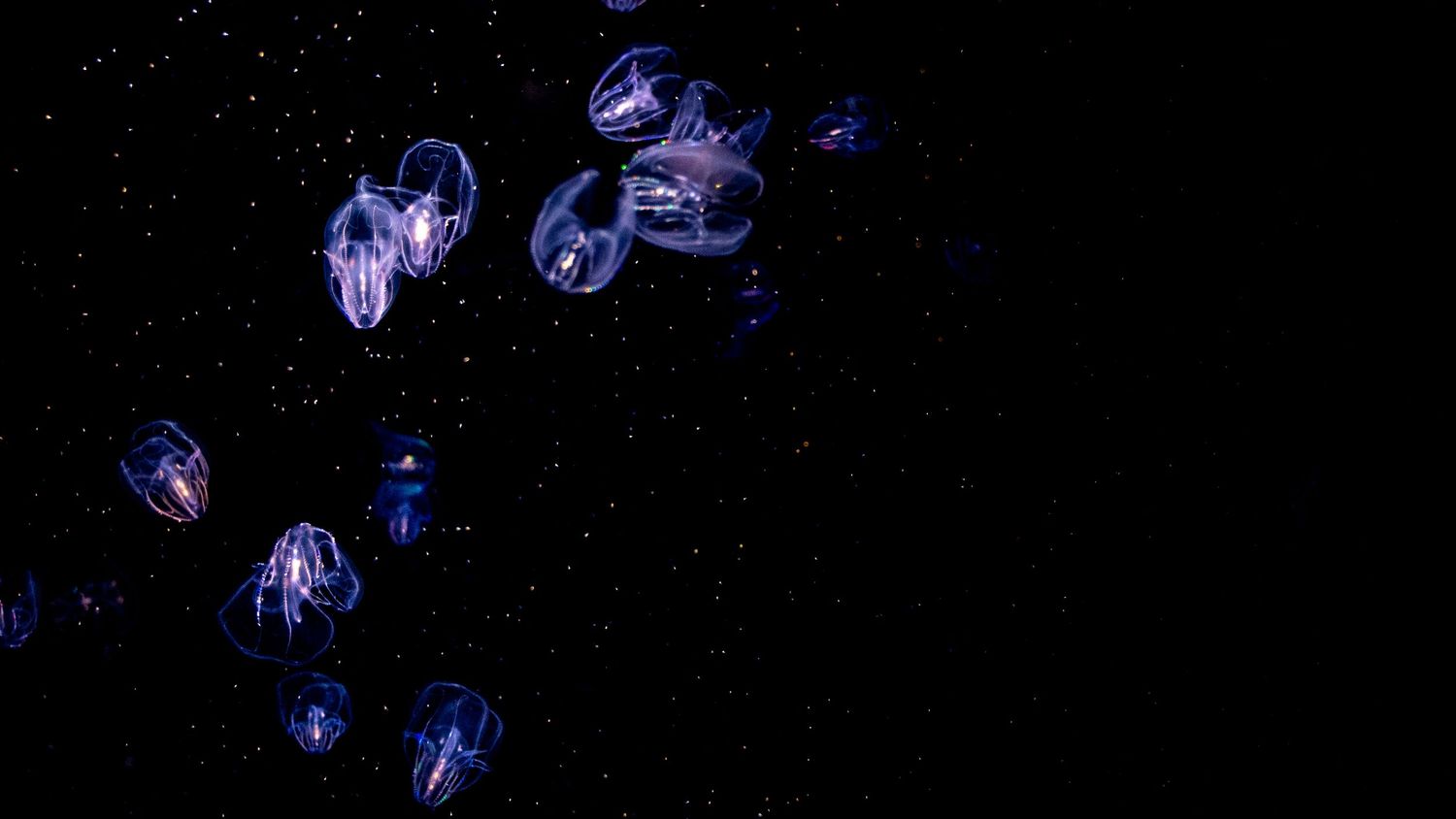 Glowing blue jellyfish floating in dark water creating a bioluminescent underwater scene.
