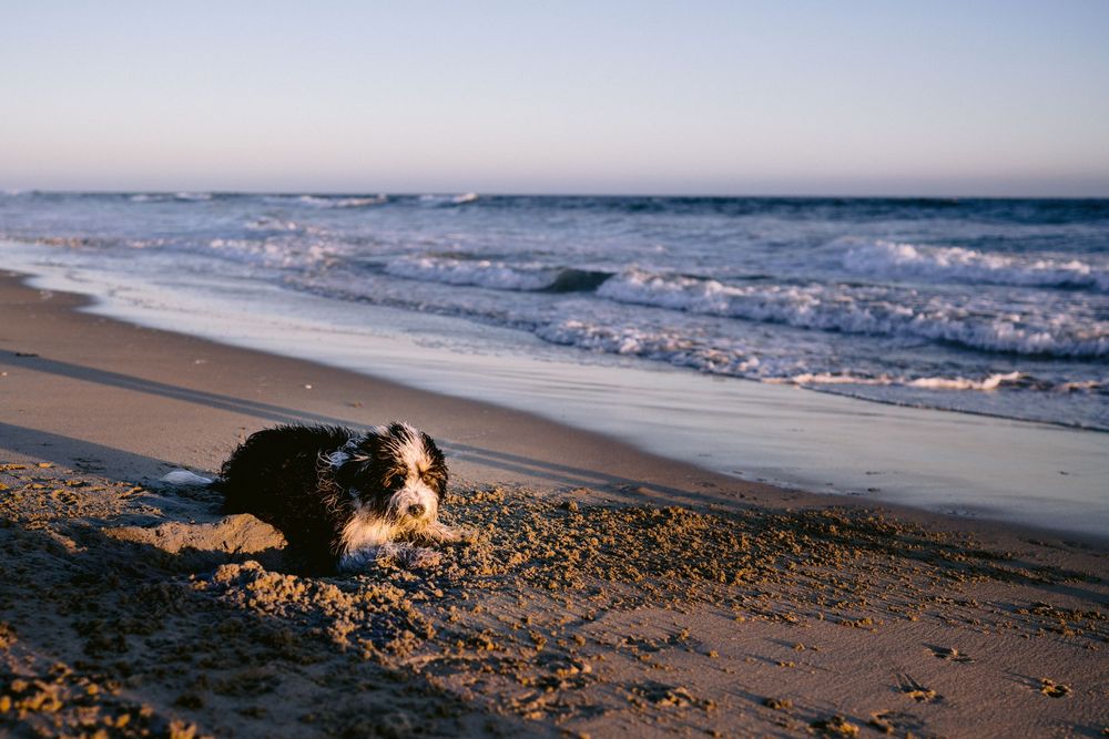 A dog lies on a sandy beach at sunset with ocean waves rolling in the background.