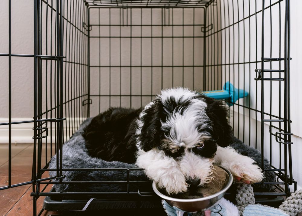 Black and white dog sitting in a metal crate looking towards the camera.
