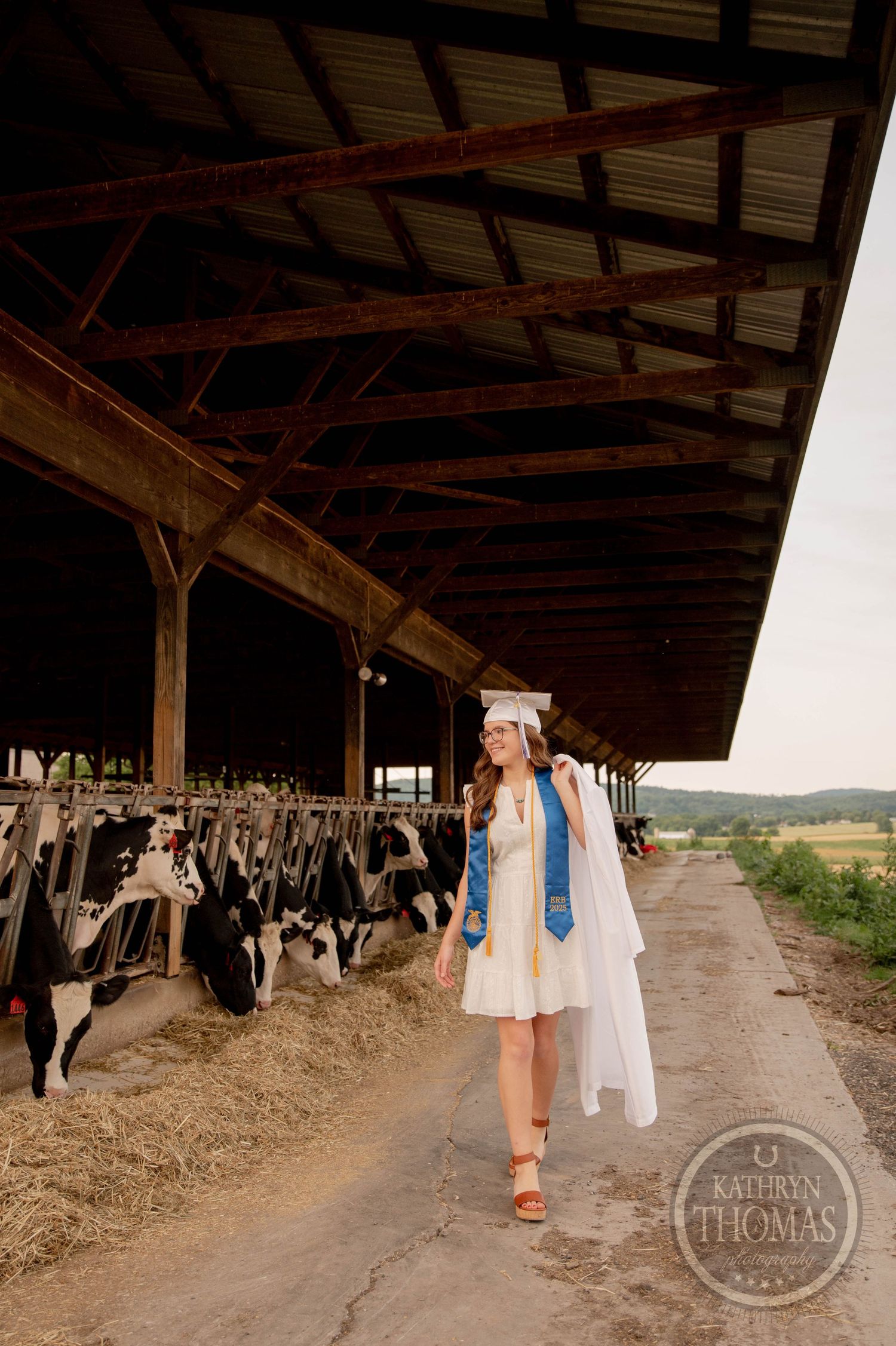 Graduate in white dress and blue stole poses outside dairy barn with Holstein cows visible in background.
