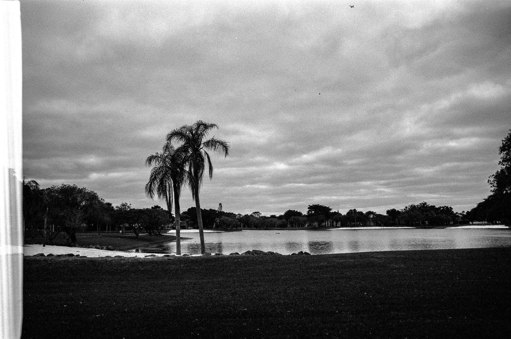 Lone palm tree reflects in still water under dramatic cloudy sky in black and white.