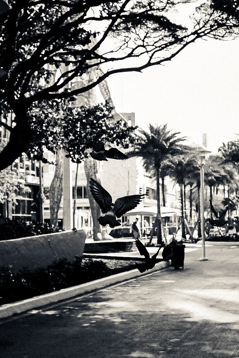 Black and white urban streetscape with palm trees and historic architecture.