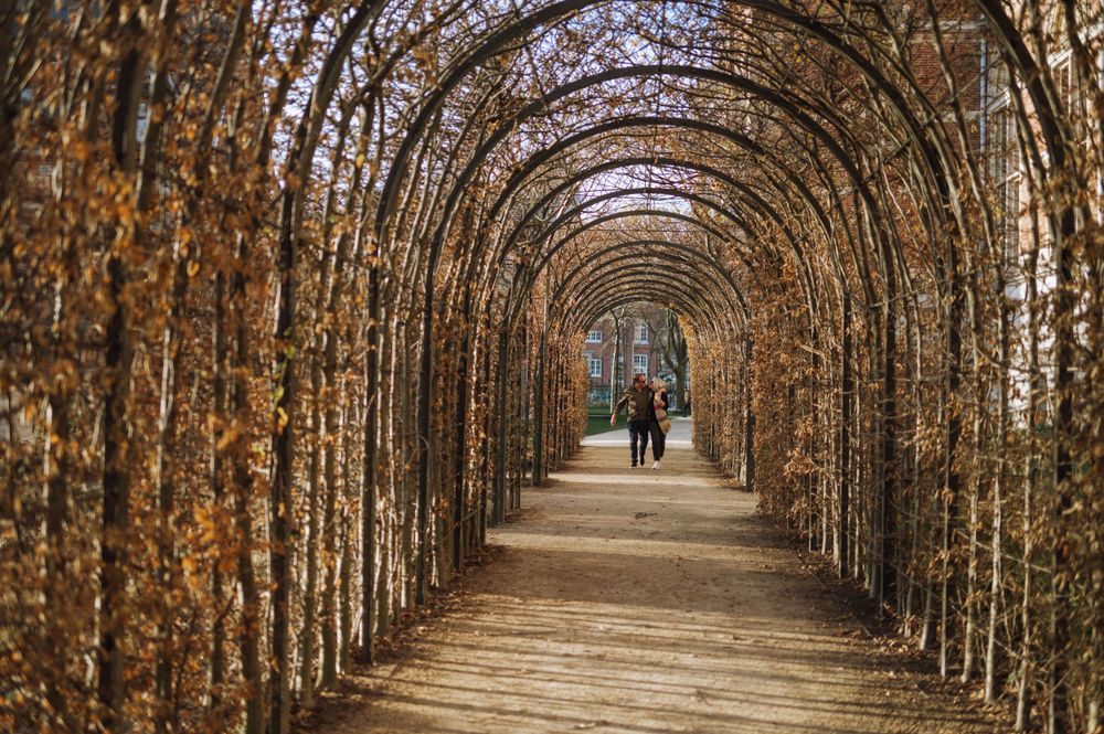 A beautiful tree-lined archway path creating a natural tunnel in autumn colors.