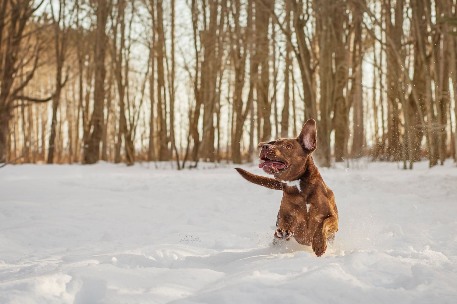 Chocolate labrador dog running in snow