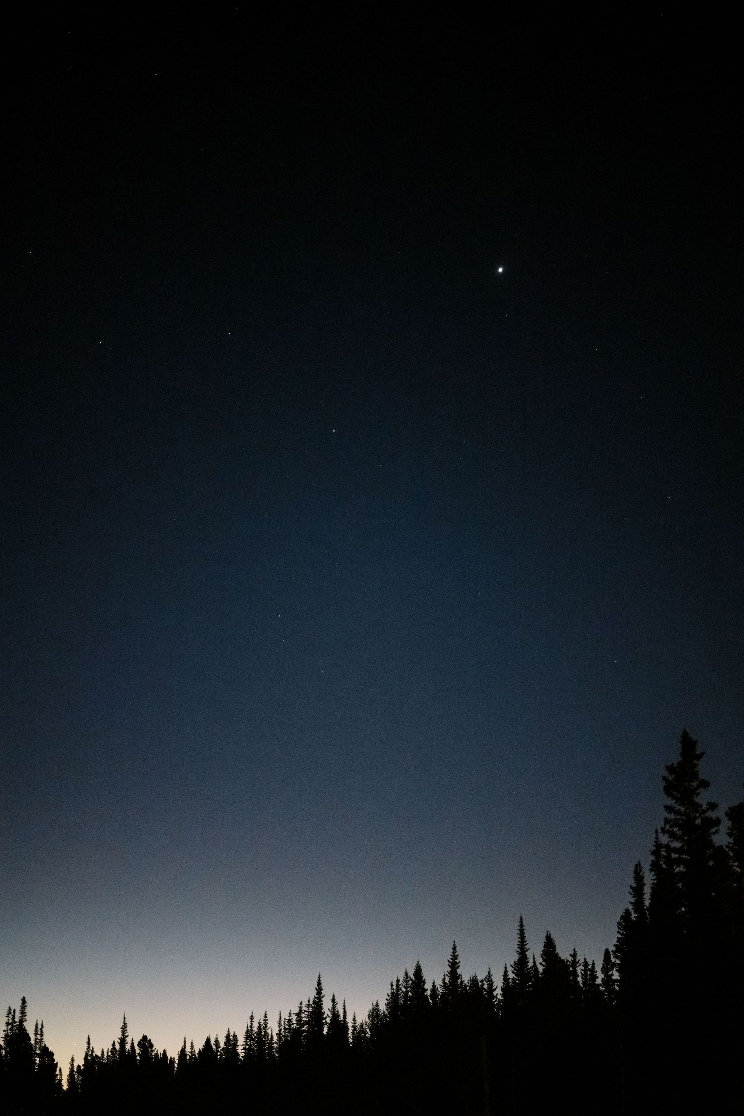 A silhouetted treeline of pine forest against a dark night sky with faint stars visible above.