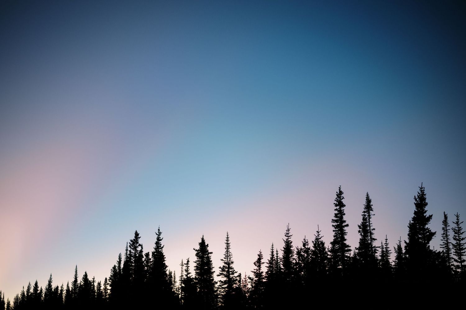 Silhouette of evergreen pine trees against a pastel pink and blue sunset sky.