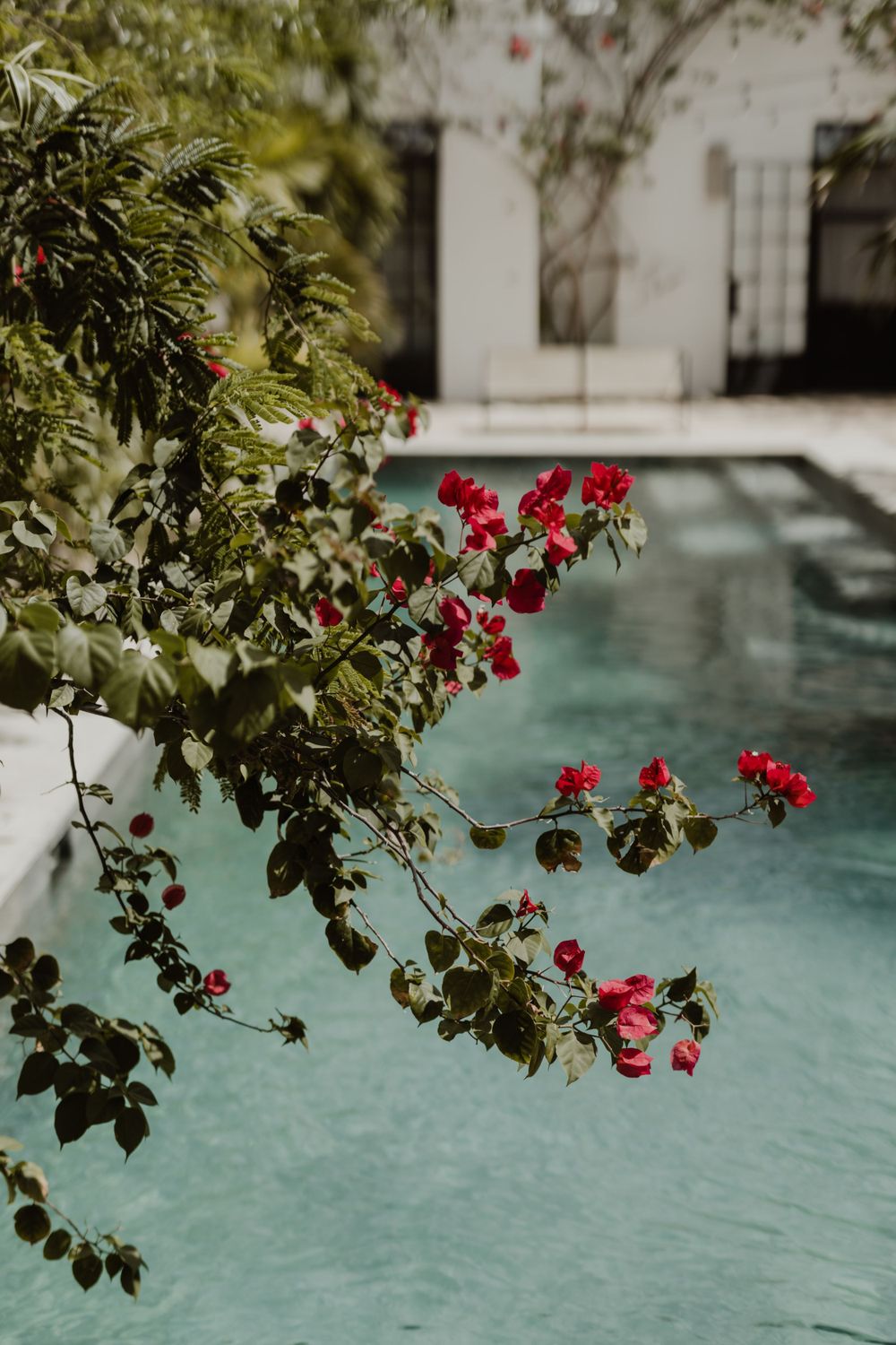 Red bougainvillea flowers hanging over turquoise pool water.