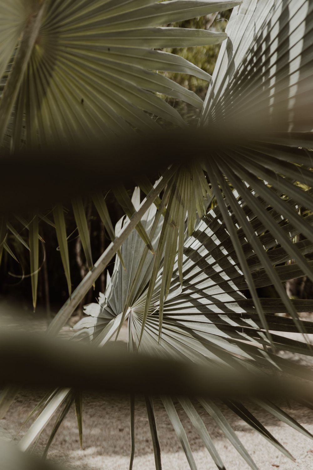 Close-up of palm fronds creating dramatic shadows and patterns.