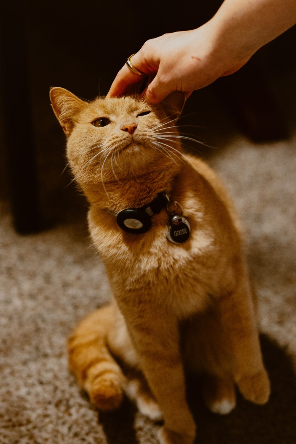 Ginger cat looking up while being petted, showing affection in warm lighting.