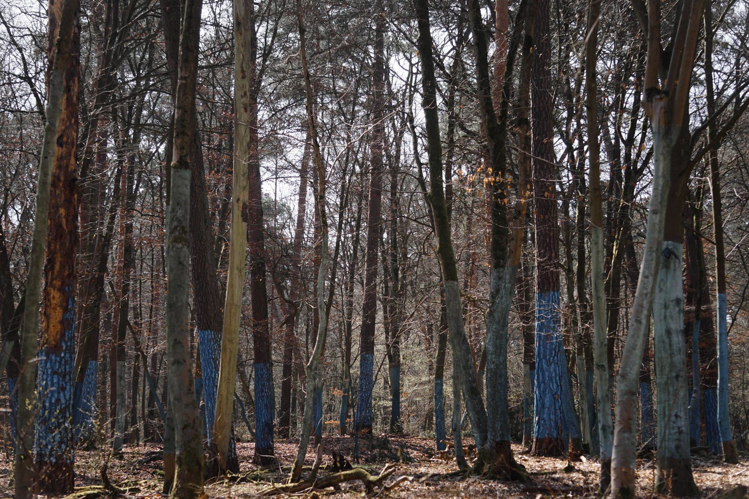 Marked Wood