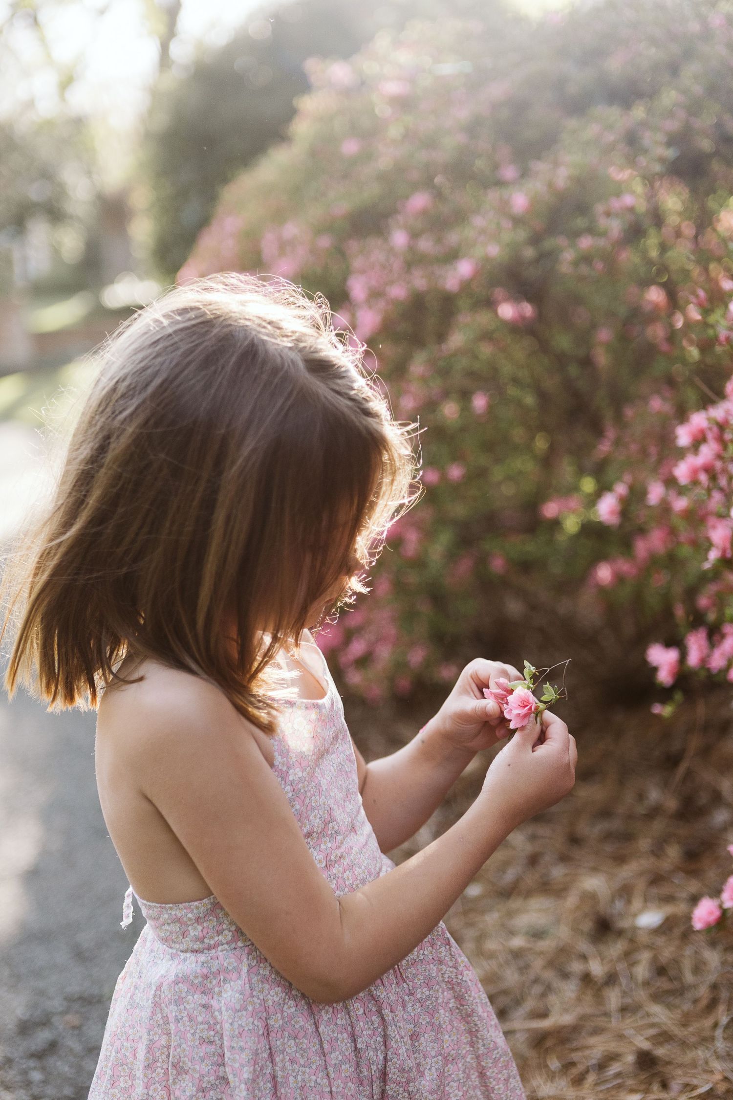 Candid moment of a girl picking a pink flower during a spring family photo session