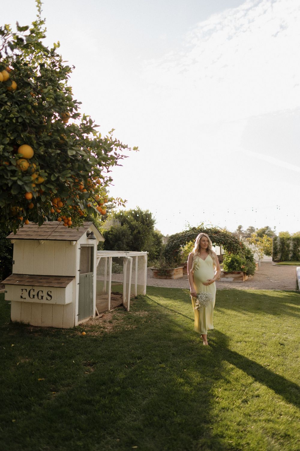 White chicken coops line a grassy backyard with orange citrus trees in the late afternoon sun.