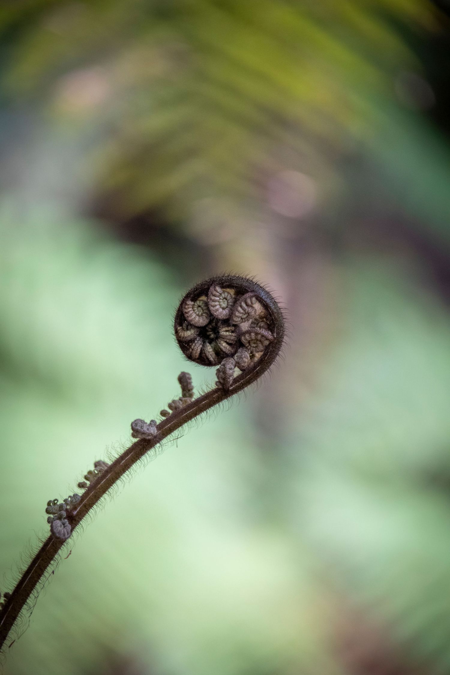 Close-up of a young fern frond (koru) tightly coiled, set against a soft-focus green background.