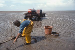 Jack Manning net fisherman cockling Morecambe Bay