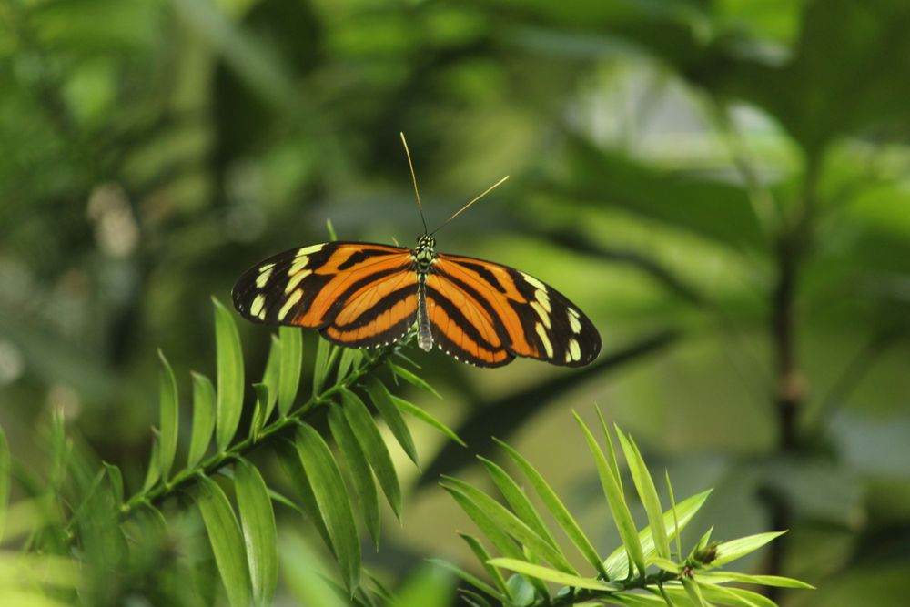 Nature