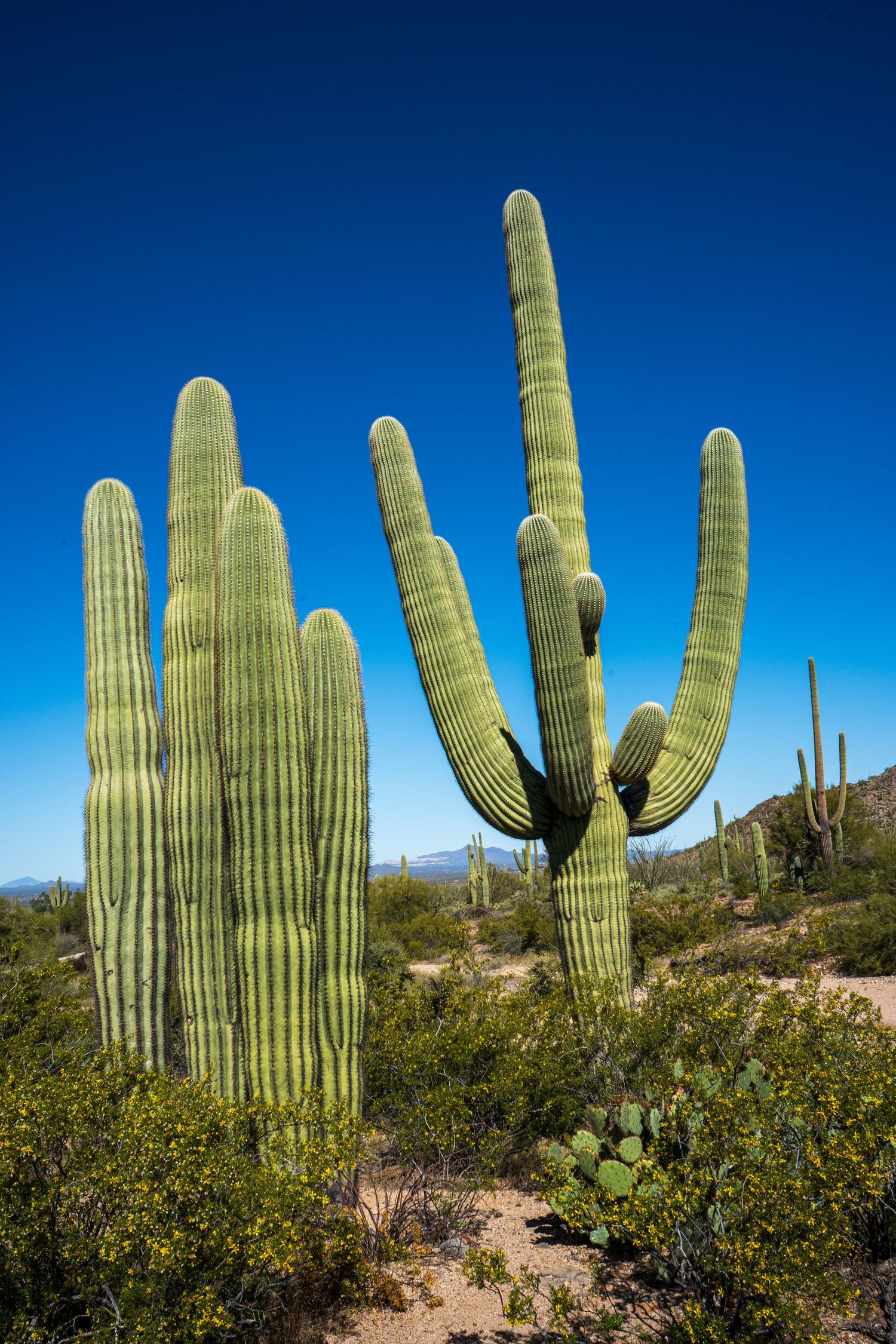 Tucson, Arizona