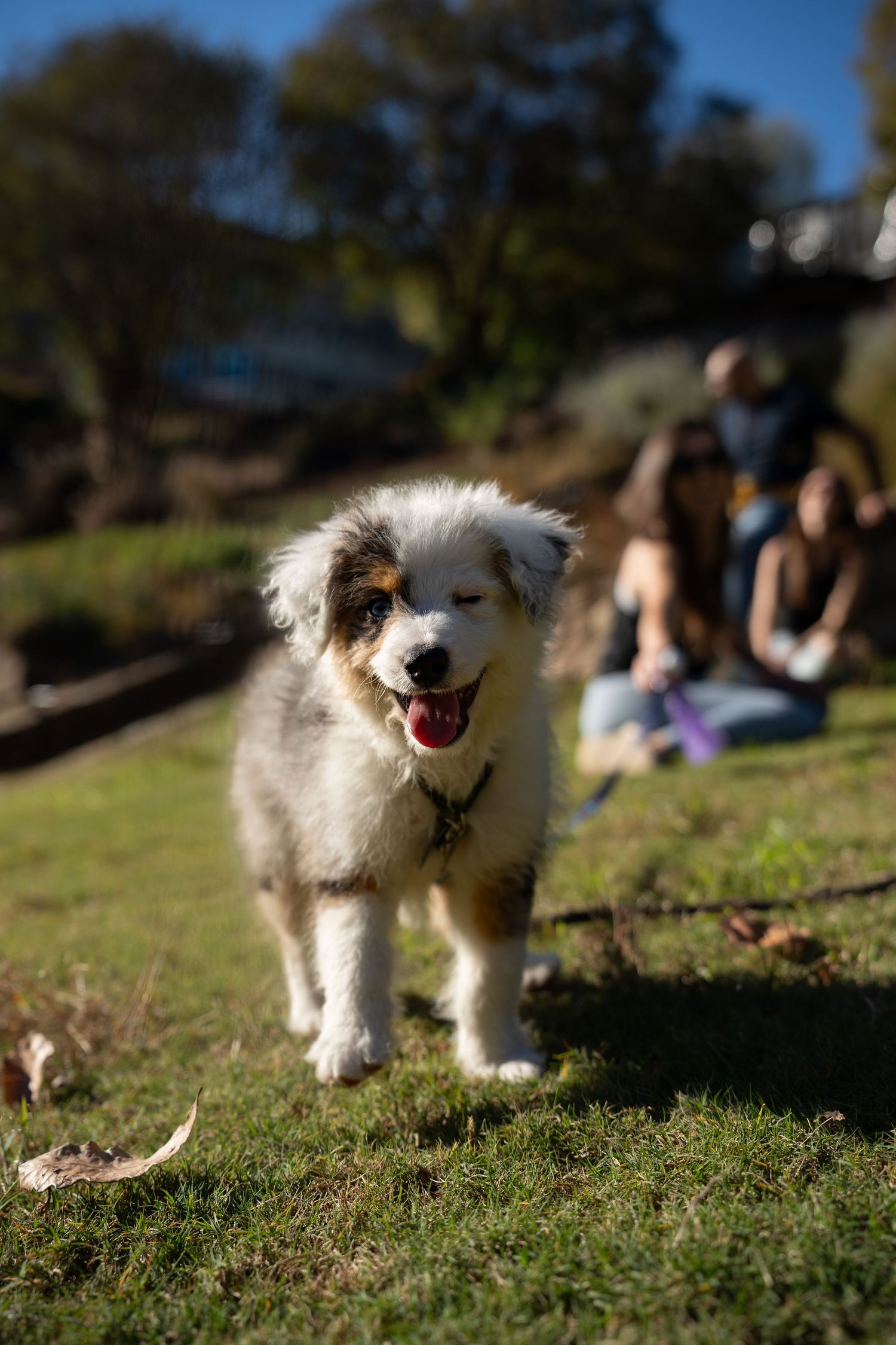 A happy white and brown puppy runs on grass with people relaxing in the background on a sunny day.