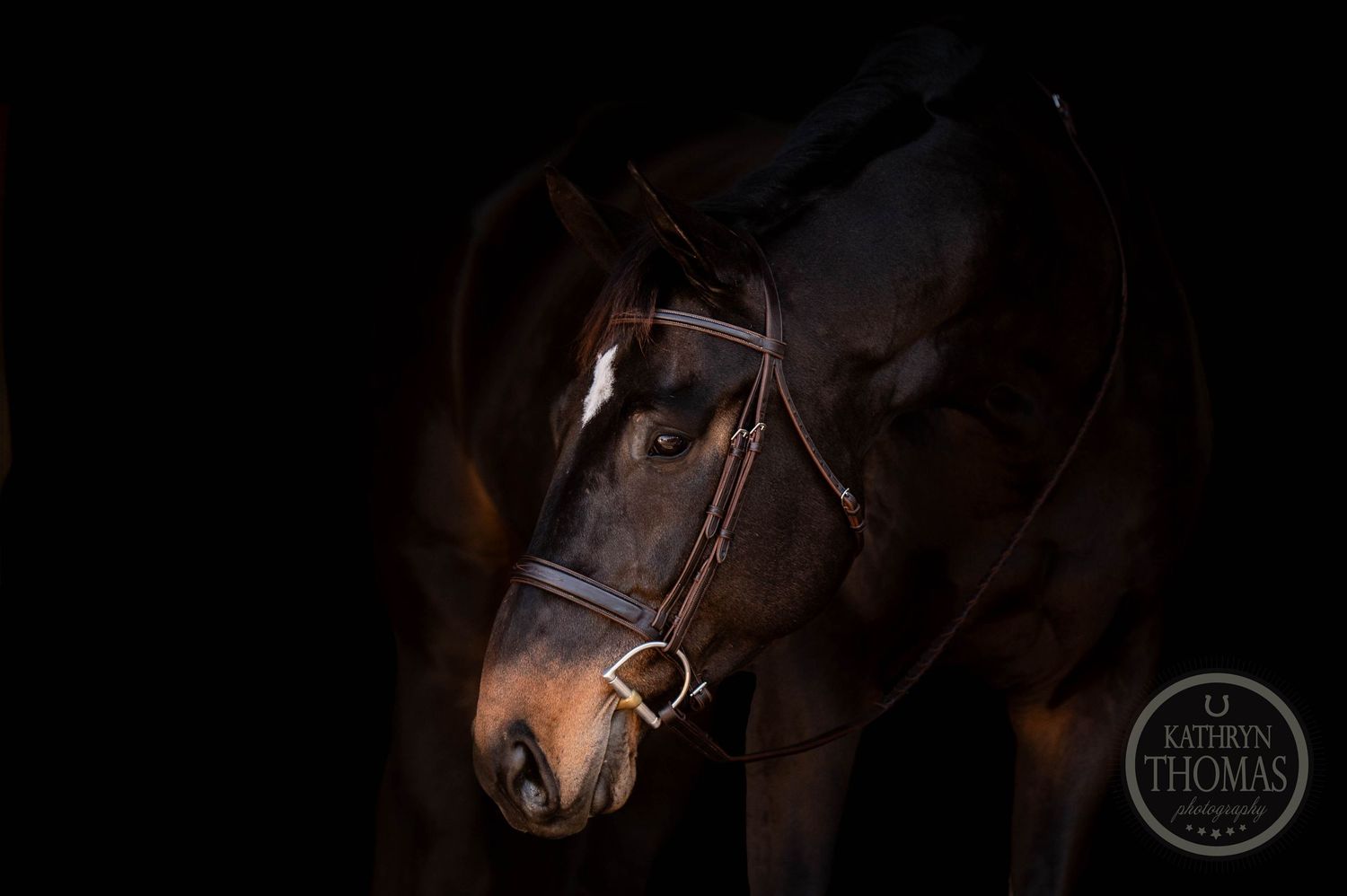 Close-up portrait of dark bay horse's face against black background with bridle details.