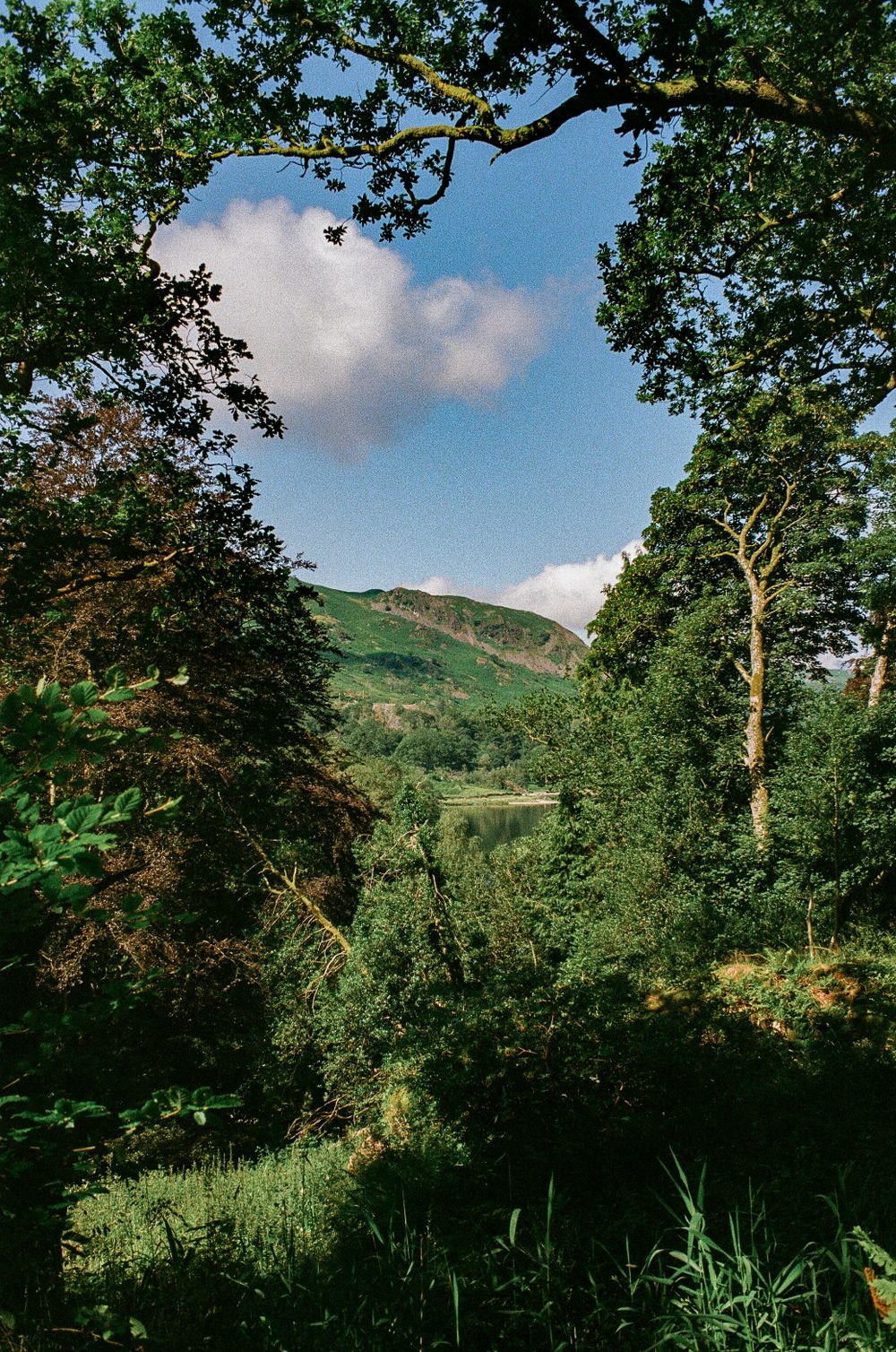 Lush green valley framed by tree branches with rolling hills and blue sky in the background.
