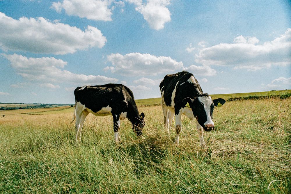 Two black and white Holstein dairy cows grazing in a grassy meadow under a blue summer sky with white clouds.