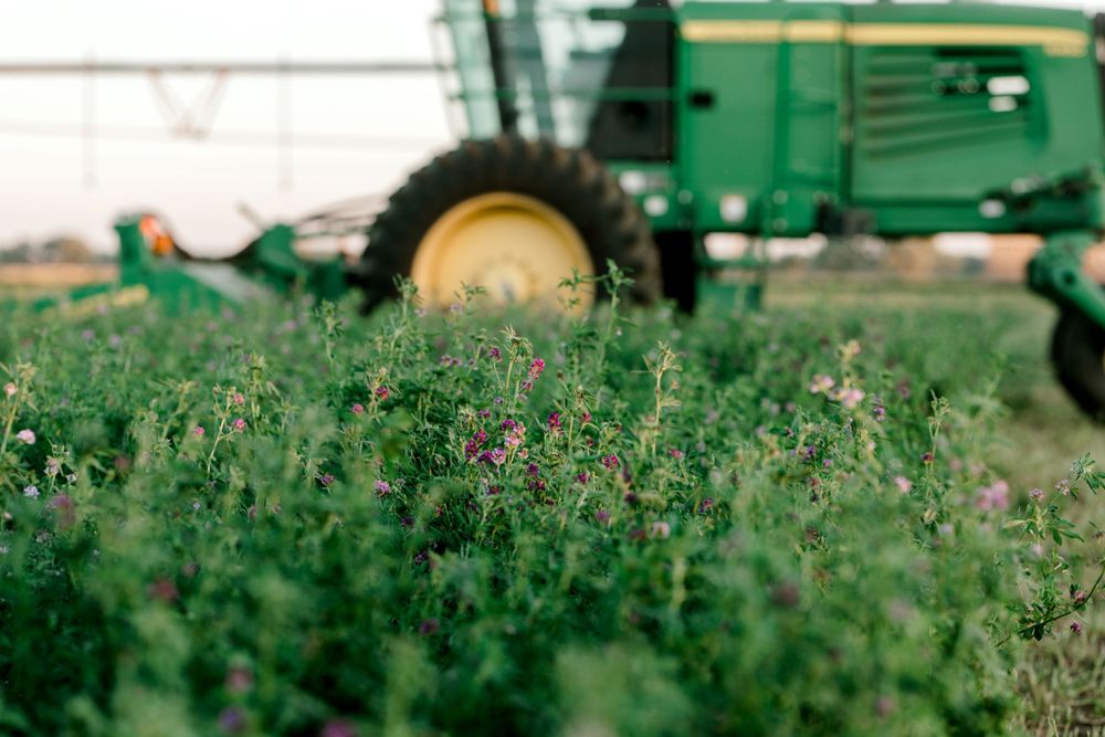 alfalfa