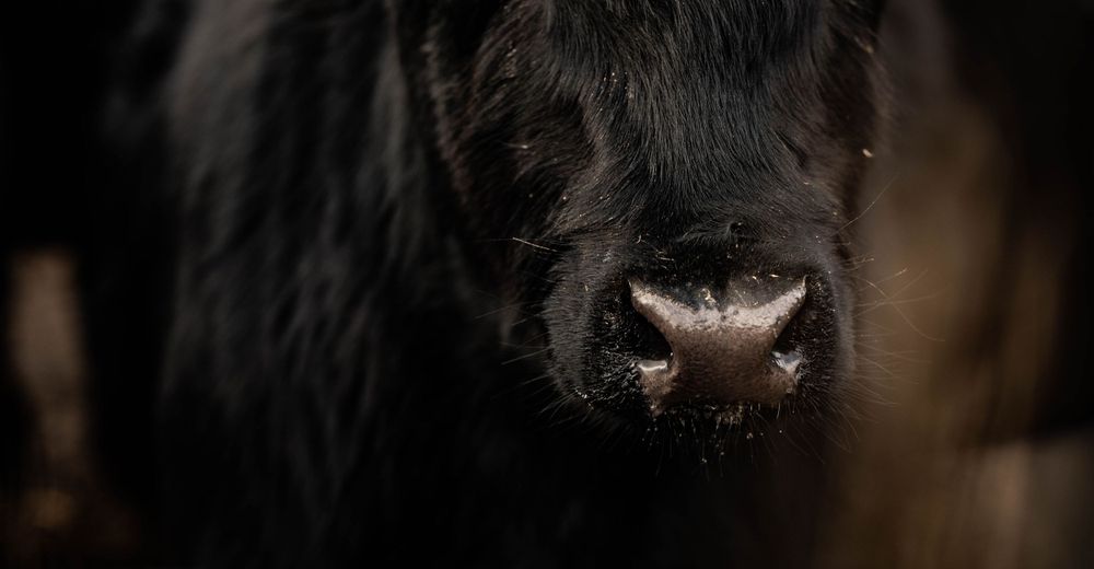 cow