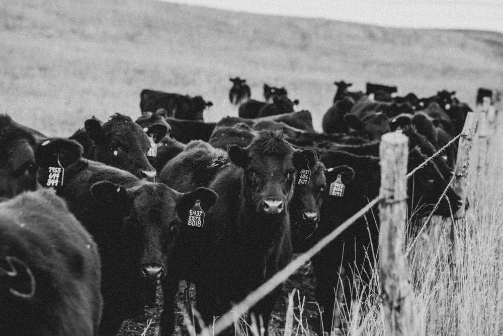 cows