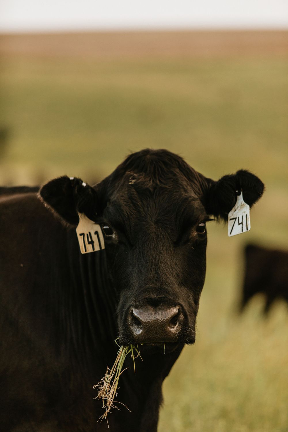 cow
