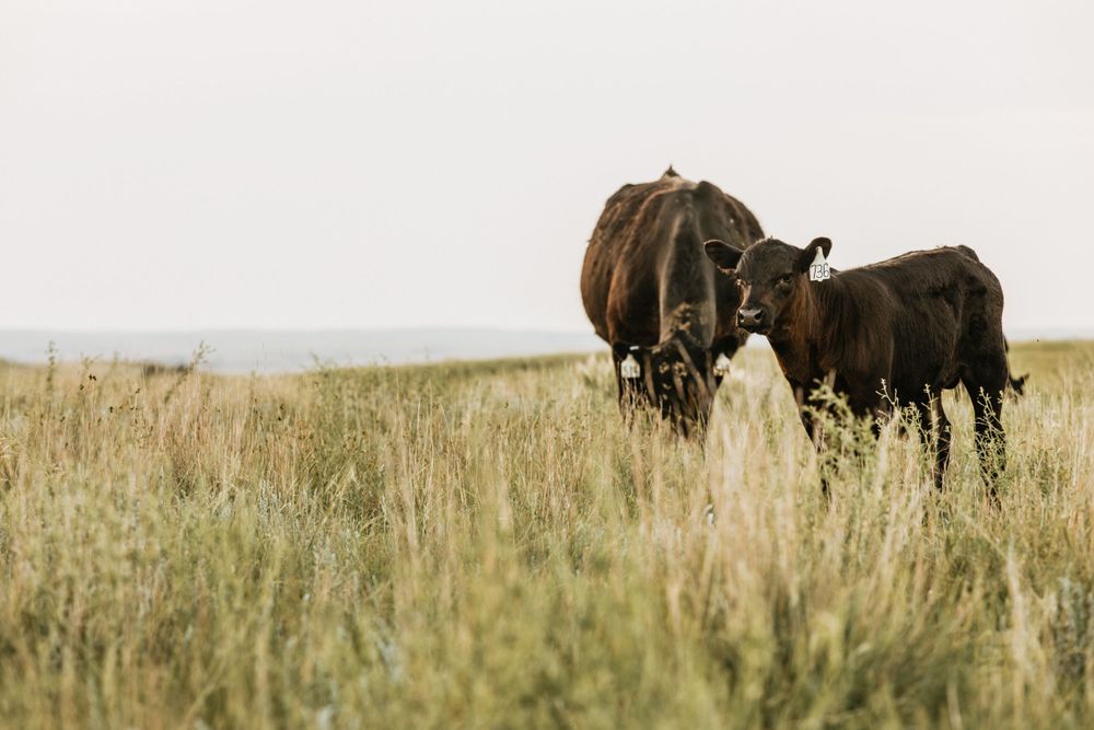 cows