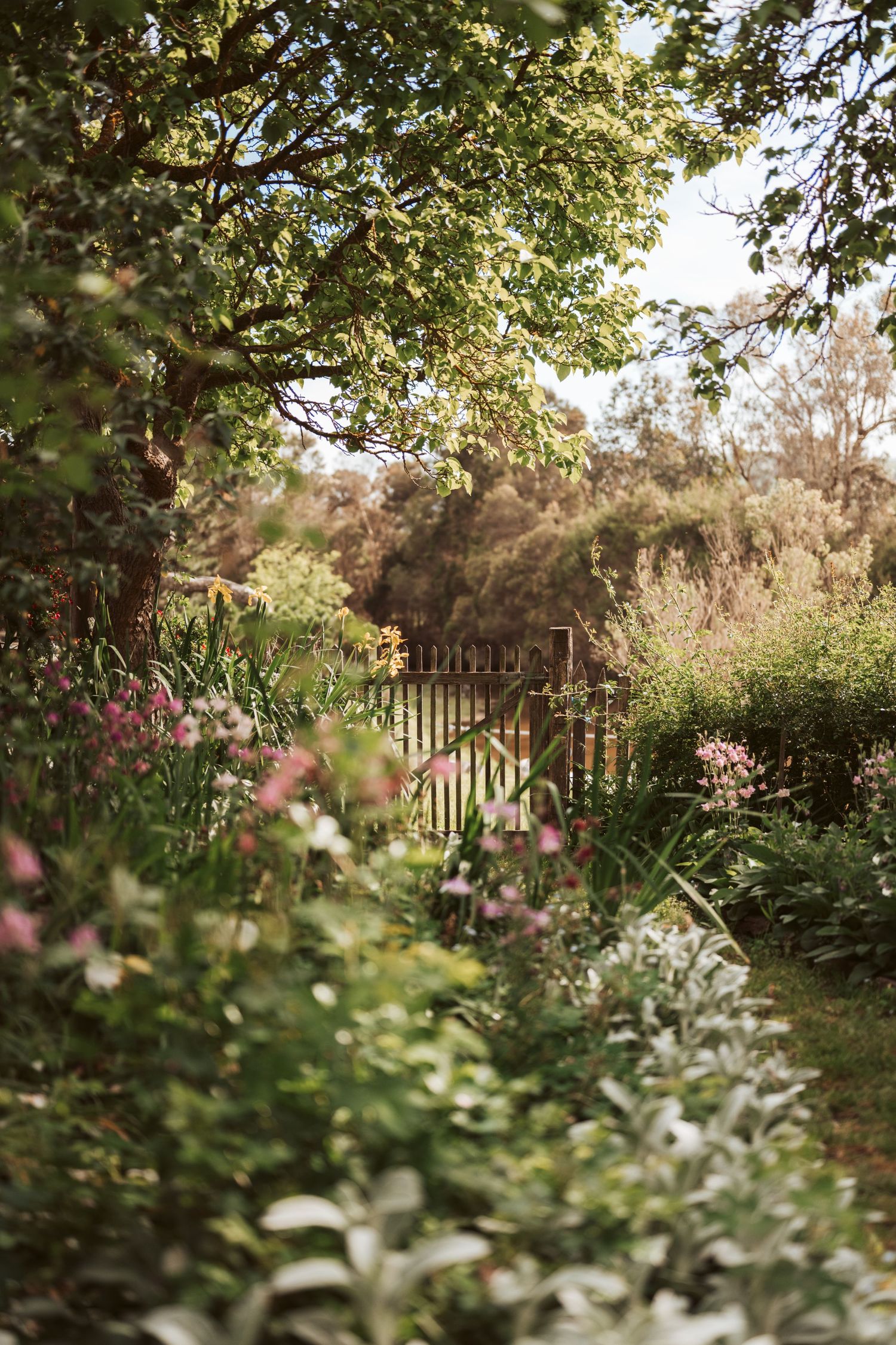 Lush cottage garden pathway with wooden gate and flowering bushes