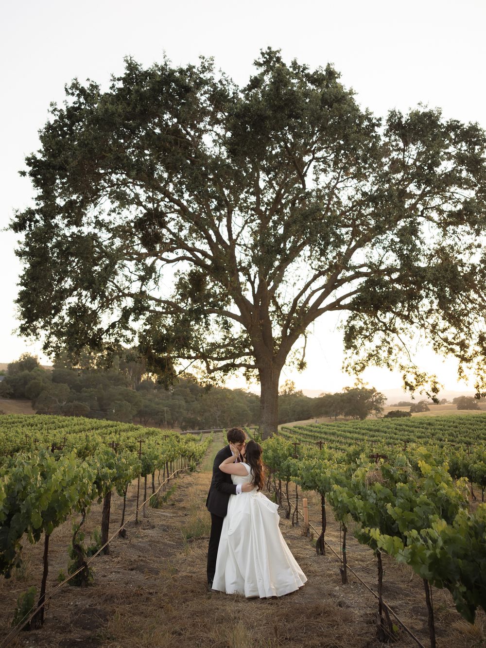 Bride and groom embrace in a vineyard at sunset beneath a sprawling oak tree at a romantic winery wedding.