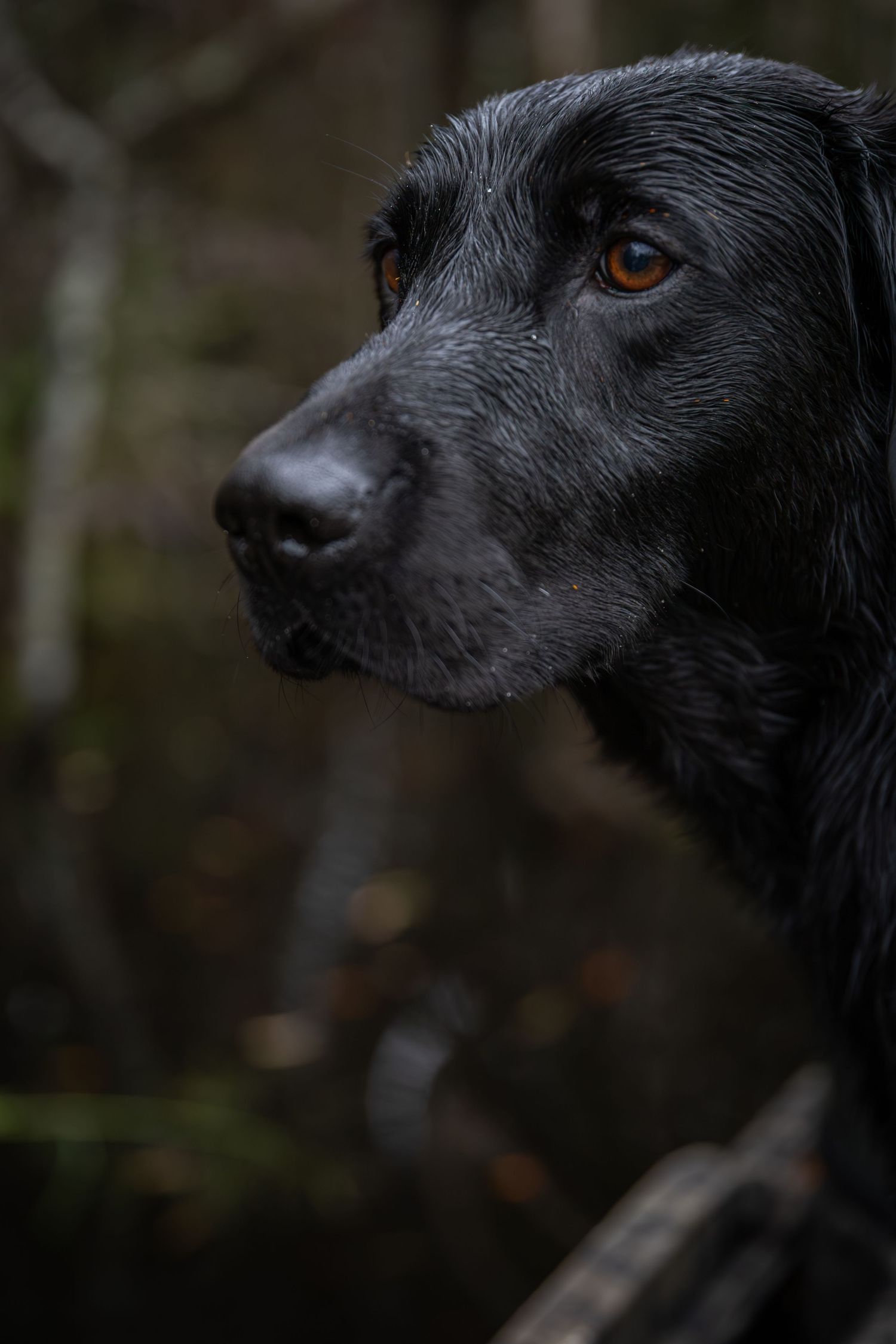 Sporting Dogs: Labrador, Duck Hunt