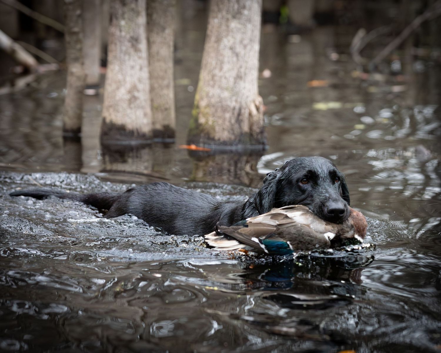 Sporting Dogs: Mossy Pond, Duck Hunt