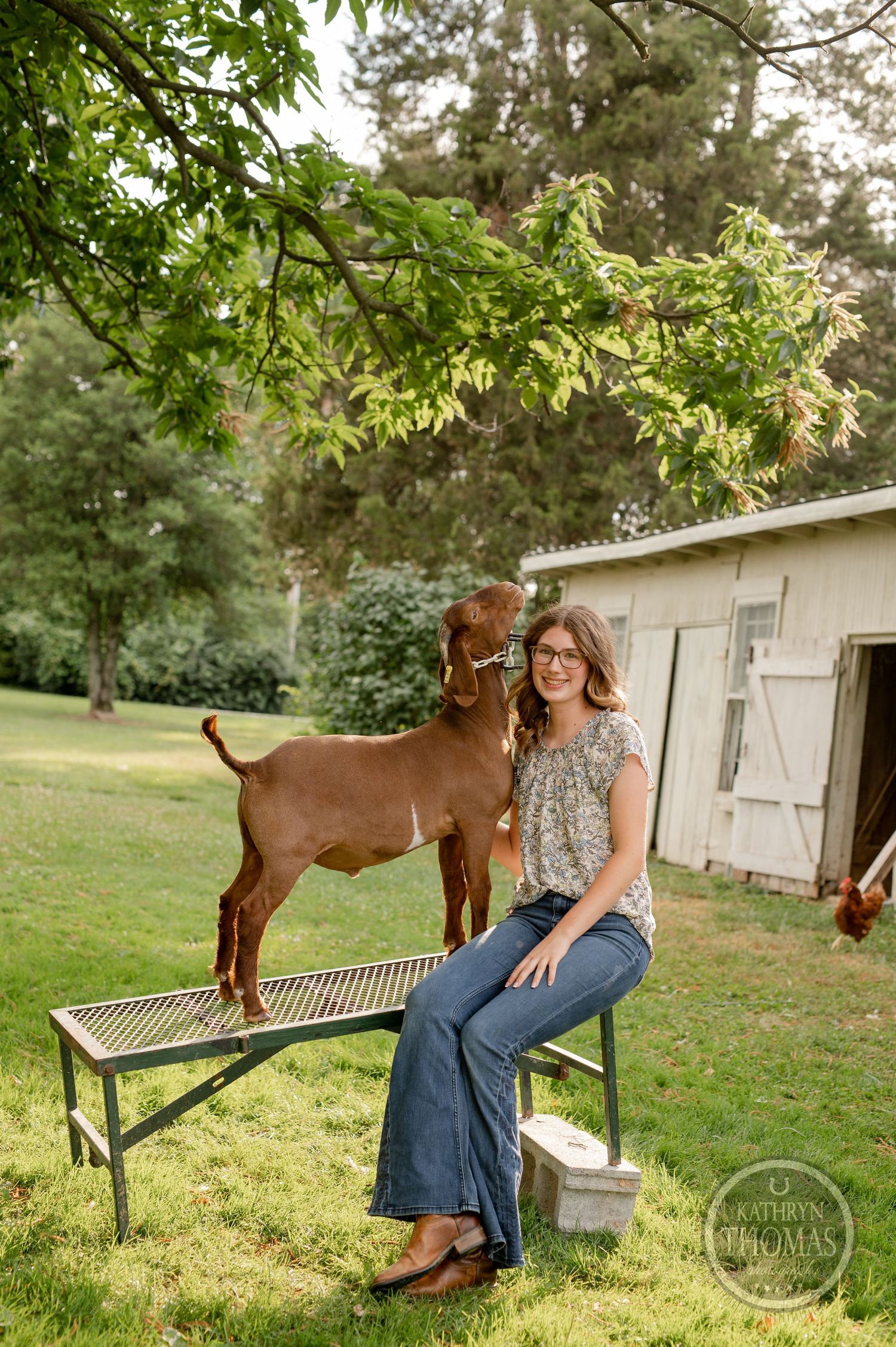 Brown goat standing on metal bench beside white barn in pastoral setting.