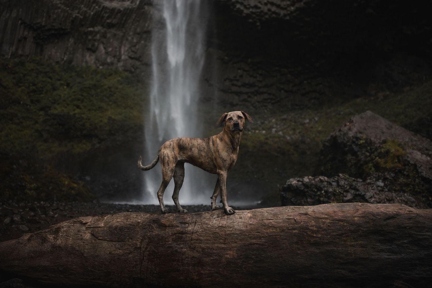 Hound at a waterfall in Oregon