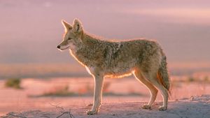 A coyote stands alert in a desert landscape during a pink and orange sunset.