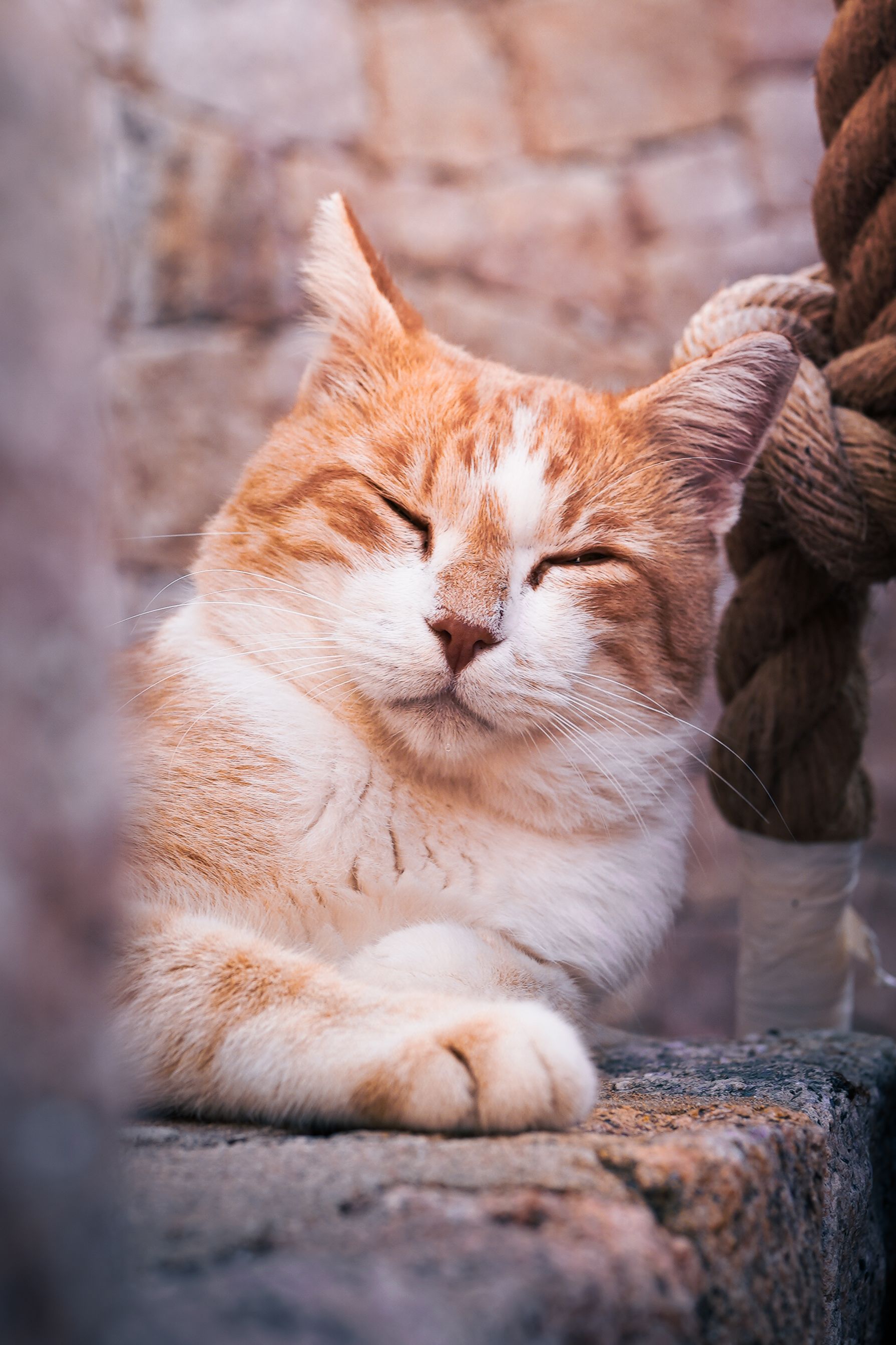 A content orange and white cat with closed eyes relaxes against a stone wall in soft lighting.