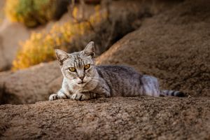 A grey tabby cat with striking blue eyes rests on a rocky surface in warm autumn lighting.