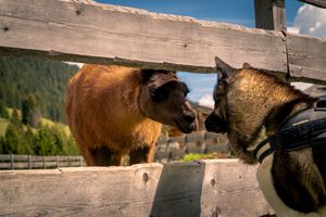 A brown bear scratches its back against a wooden fence post in a rural setting.