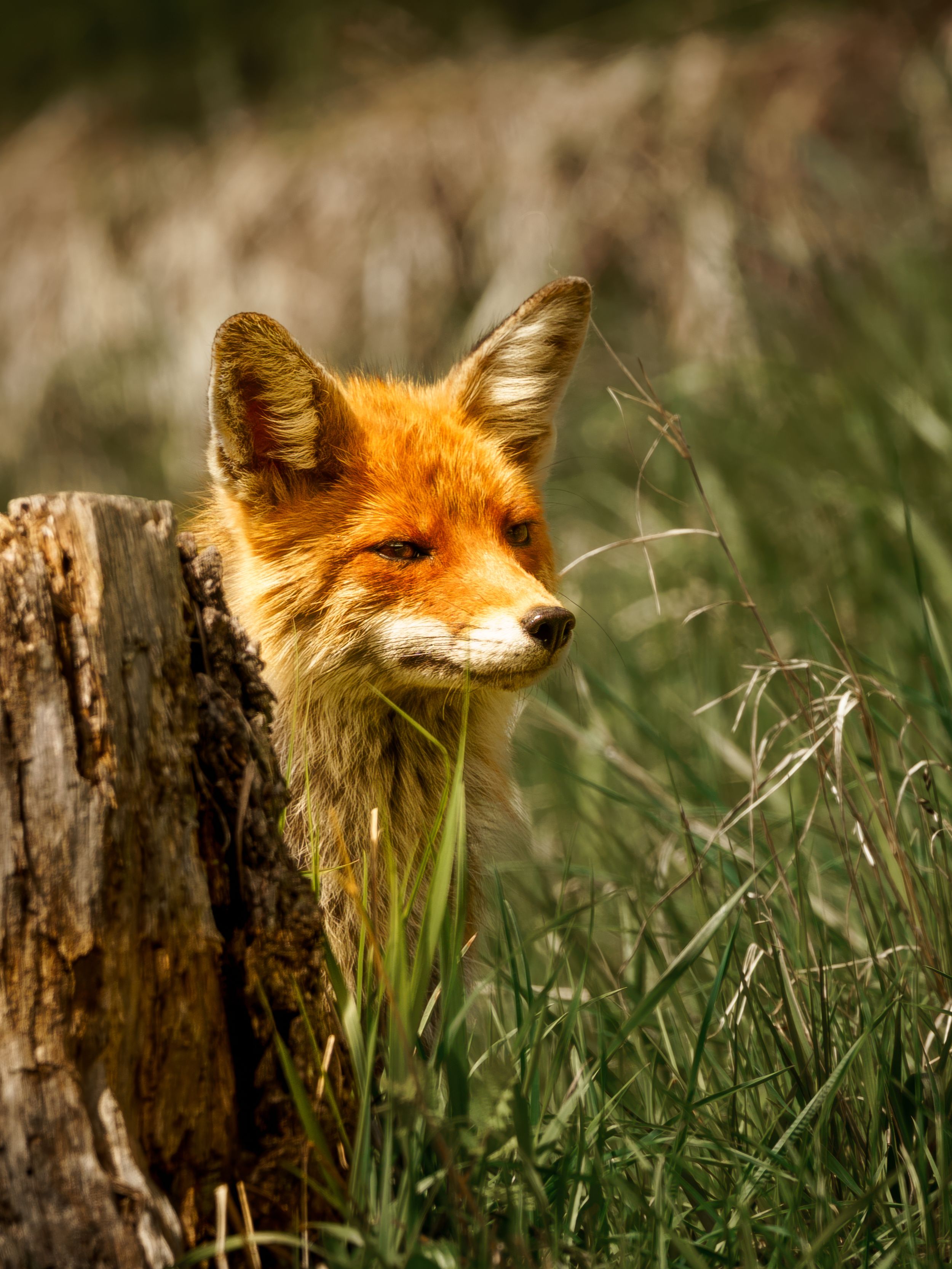 Alert red fox with fluffy fur peeking through tall grass during golden hour.