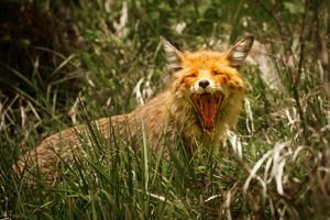Red fox resting in natural grass habitat with distinctive orange fur visible.