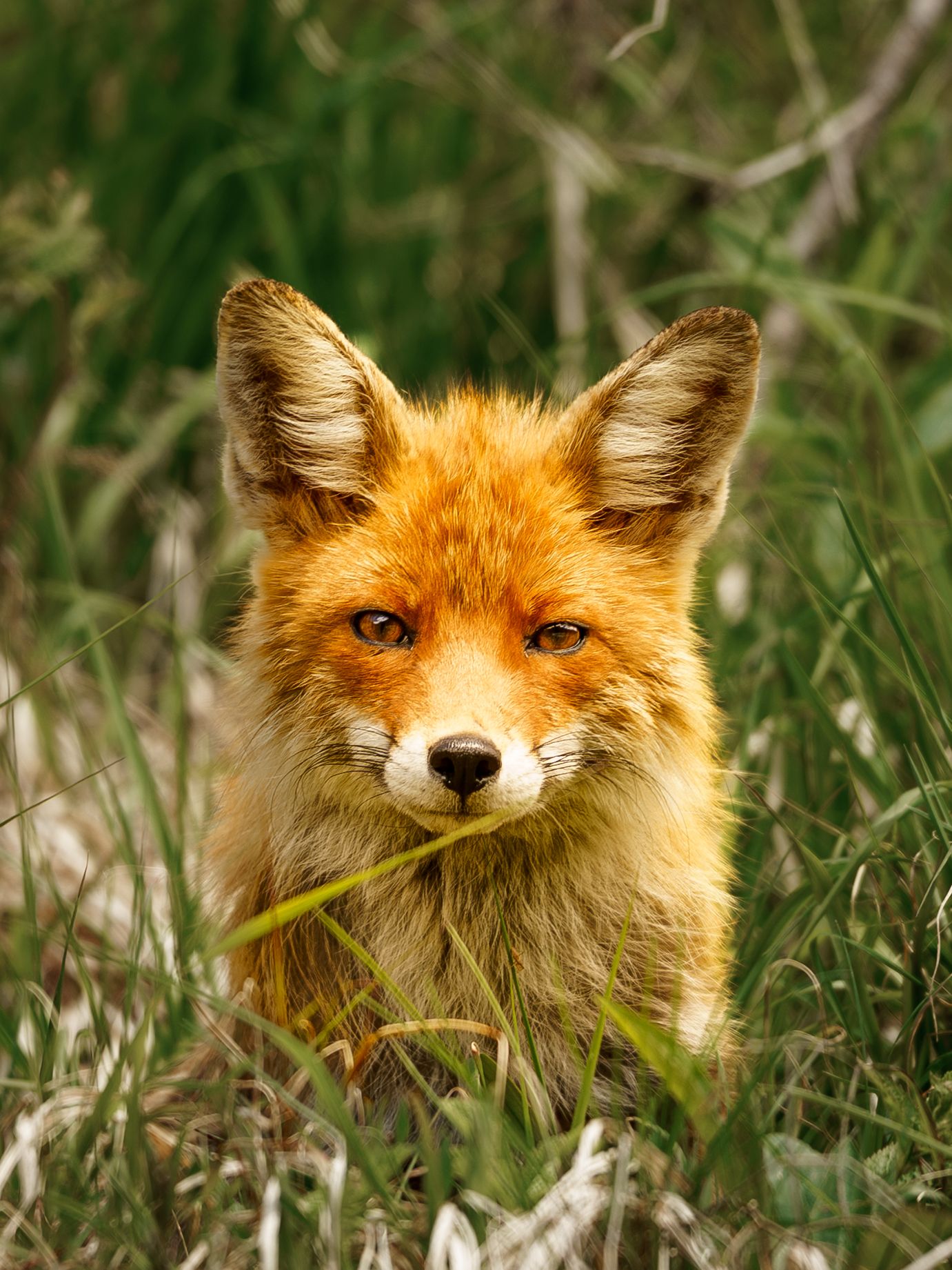 Close-up portrait of red fox with bright orange fur surrounded by green grass.
