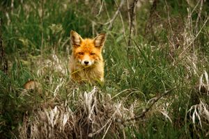 Red fox hiding in tall grass with only its head visible.
