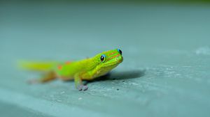 Tiny green gecko crawling on smooth turquoise surface.
