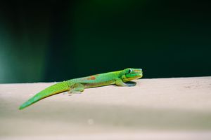 Vibrant green anole lizard perched on white ledge against dark background.